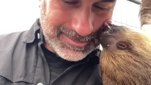 OMG! Sloth Kisses Are The BEST! #foryoupage #foryou #fyp