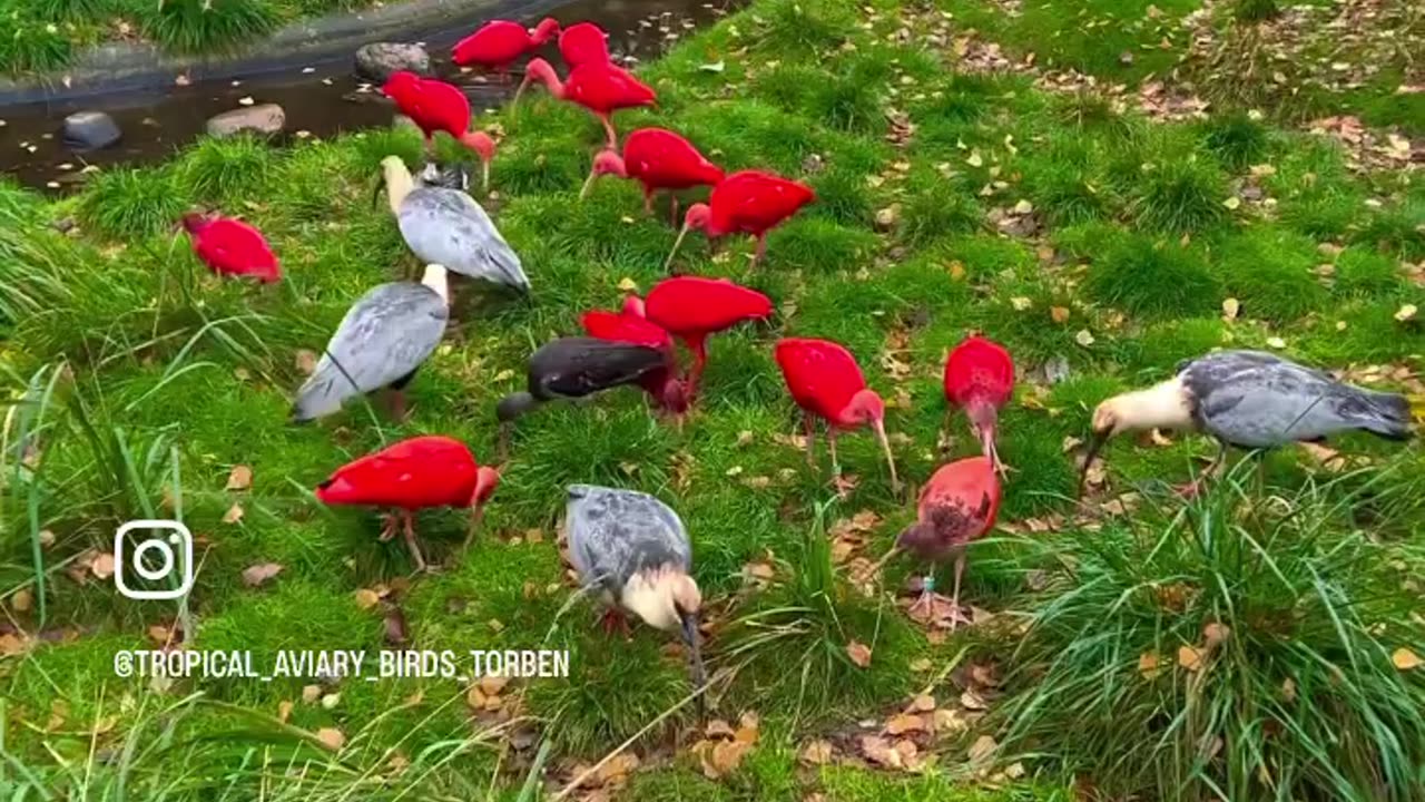 Feeding Ibis Birds in Large Aviary | @copenhagenzoo