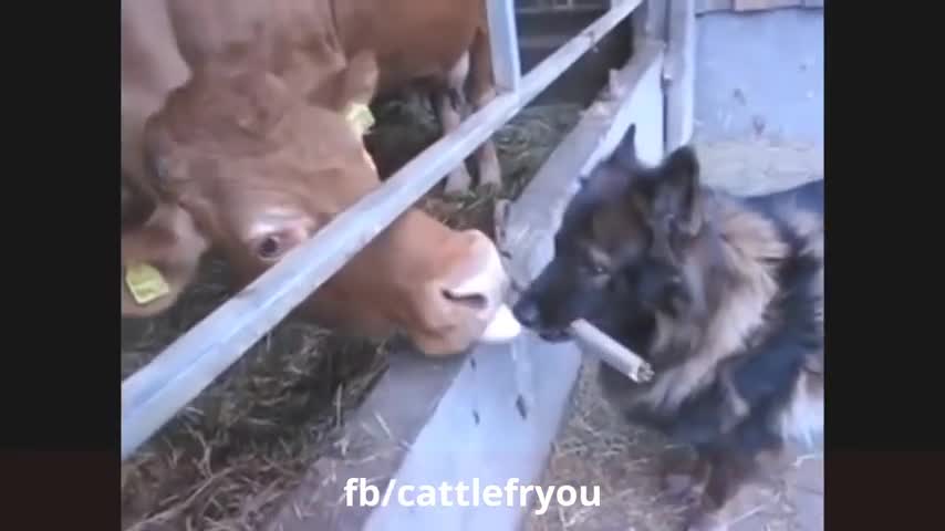 funny animal videos |video of funny clips