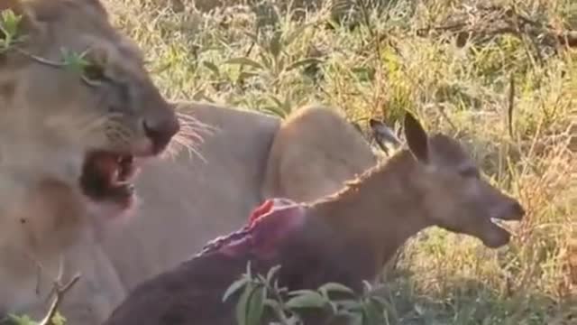 The deer is very poor