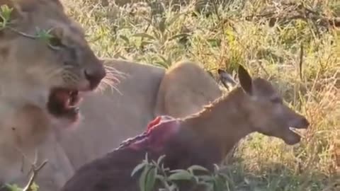 The deer is very poor