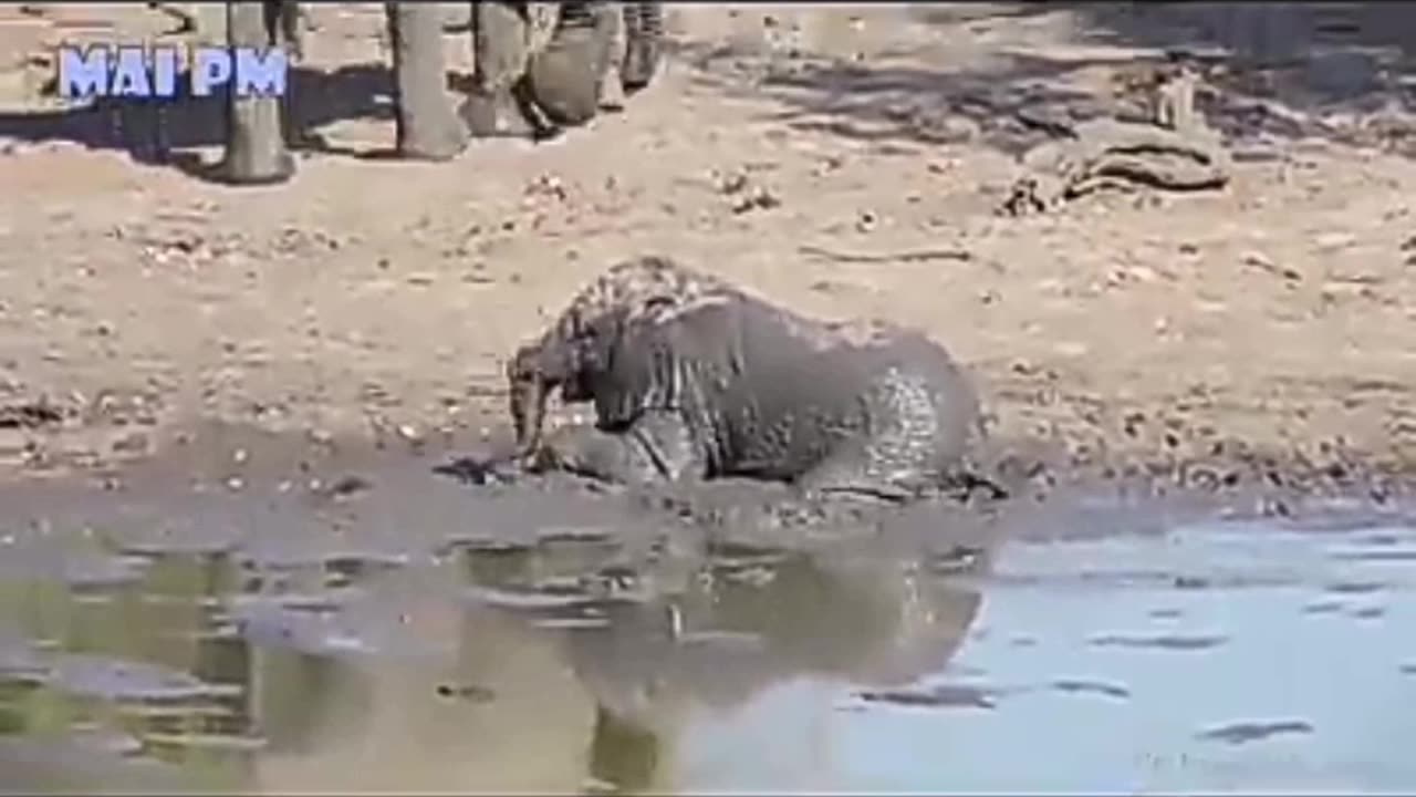 🥰🥰Cute baby Elephants living their best lives part 2 😍😍