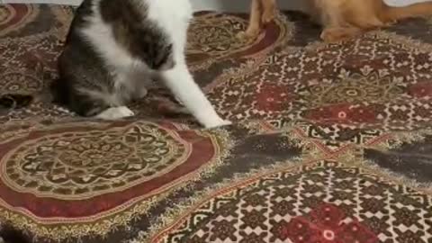 Two cats playing each other