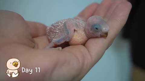 Watch 5 baby budgies growing day by day5