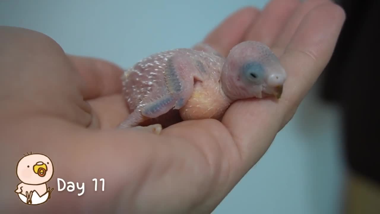 Watch 5 baby budgies growing day by day5