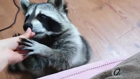 Pet raccoon learnr how to adorably beg for treats