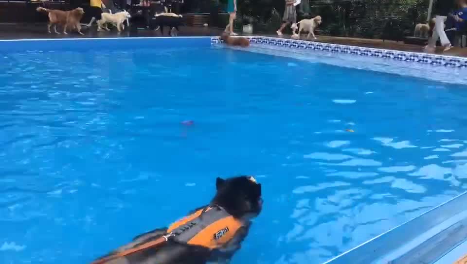 Have you seen dogs and dogs that float on the surface of the water?