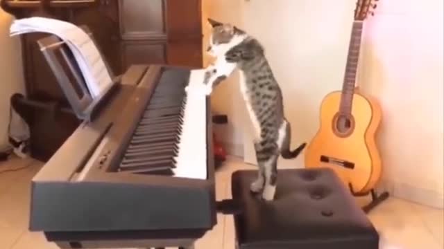 cat playing piano