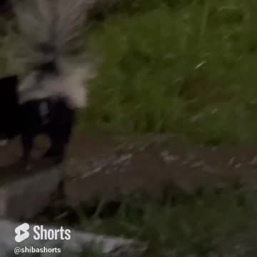 Our Dog Wanted to Make Friends with Momma Skunk