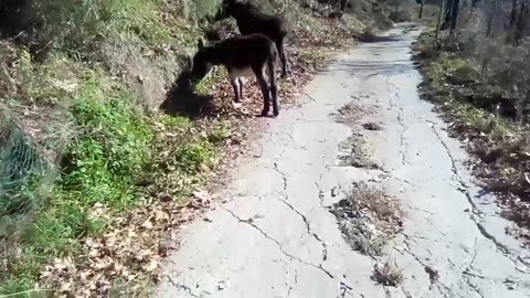 ΤΑΠΕΙΝΑ ΖΩΑΚΙΑ