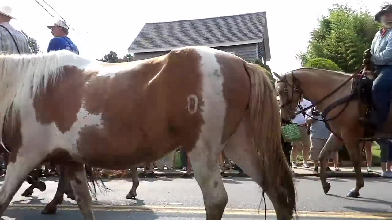 Chincoteague Pony Swim Parade