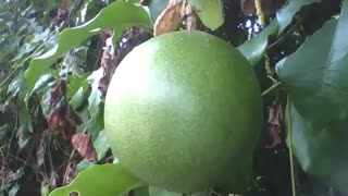 Fruto do maracujá ainda verde entre as folhas no jardim botânico [Nature & Animals]