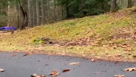 FUNNY ANIMALS