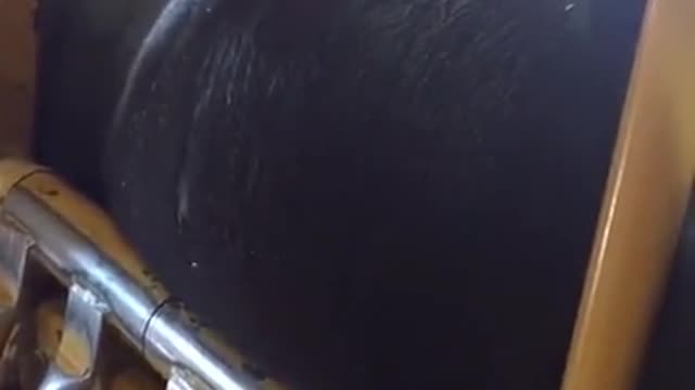 Gas bloat in a steer