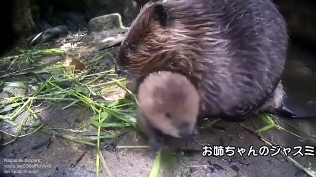 The Beaver Family