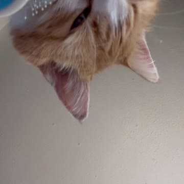Cat brushes his own face