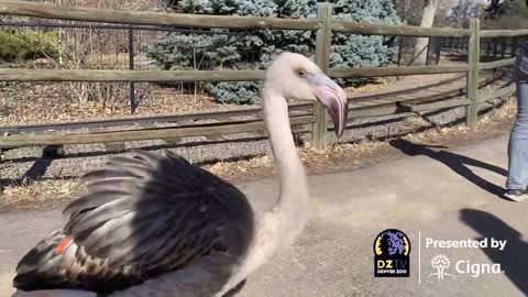 Take a Walk with the Flamingo Flock at Denver Zoo