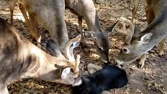 Deer Surround and Lick Cat