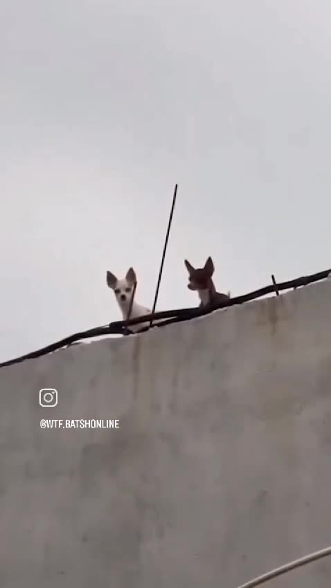 "Unexpected Rooftop Drama at the Party! 😂" فارسی: "نمایش عجیب روی پشت‌بام در وسط جشن! 😂"