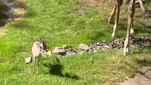 Giraffe Removes Branch Stuck On Gazelle's Head At the Zoo