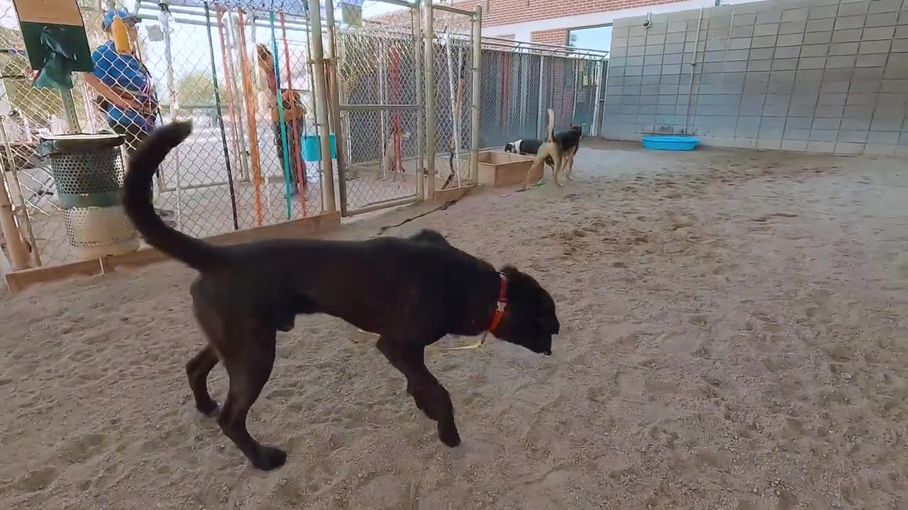 Dog TV Daycare 17 My Canoli (Dog) & Luna (Cat) Have 2 Be Entertained