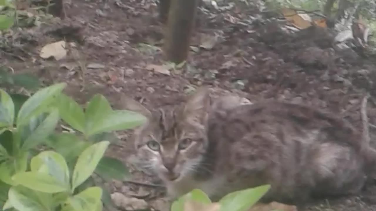 🐱💔a beautiful cat in the garden,like&subscribe