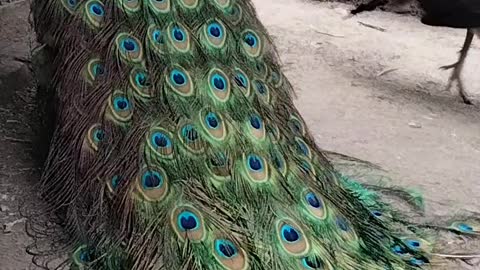 Peacock Tail Feathers Video By Kingdom Of Awais