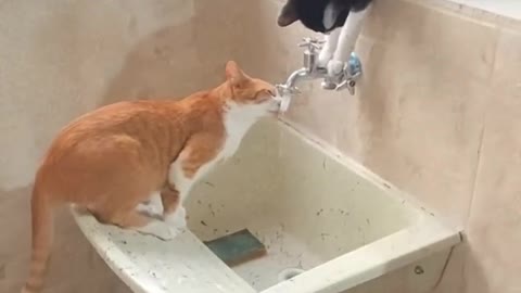 cat turns on the tap for his friend to drink