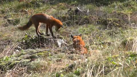 Beautiful red fox