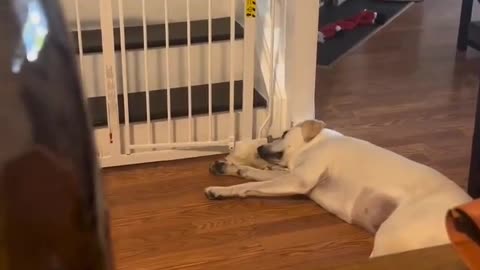 Just having a lazy day..🐕🐾😅