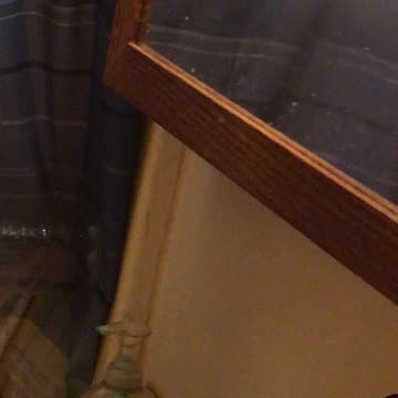 Part 2 of BIG ASS SPIDER! Catching the thing!