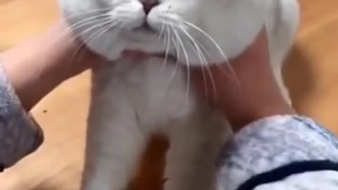 Cute cat videos