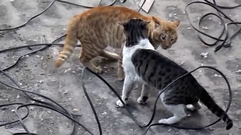 What a fight cat?