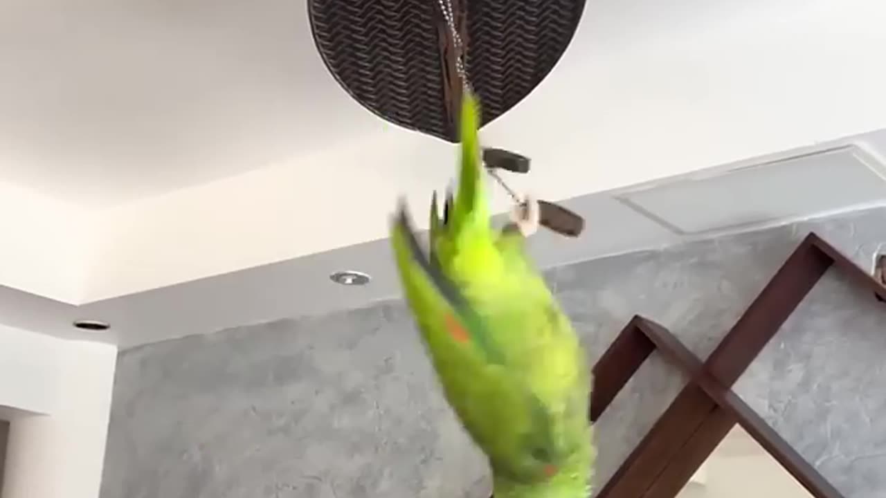 Funny parrot |cockatiel parrot | Funny birds | Funny animals