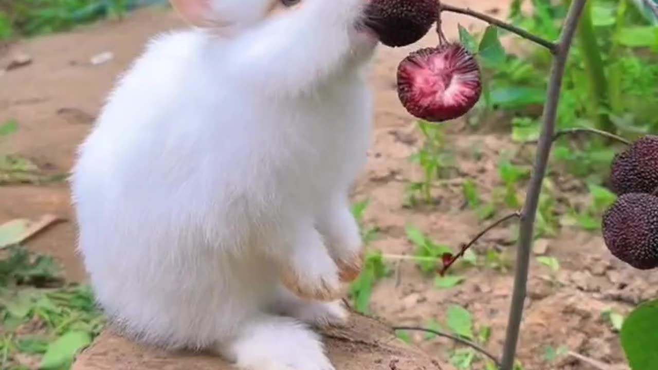 Rabbit eating