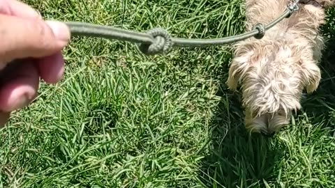 "Boran the Dutch Ratter in Action: Uncovering the Squirrels' Hideout in the Park!"