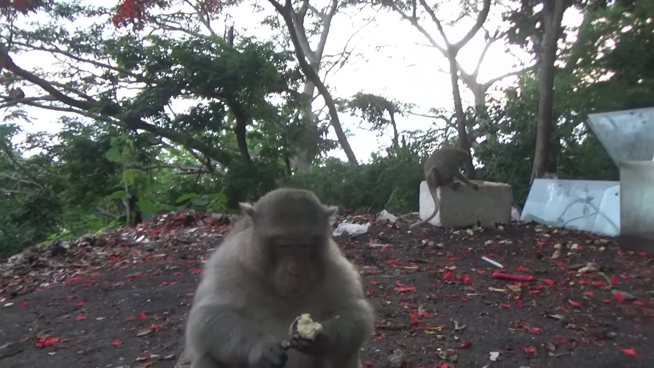 Monkeys React Angry React With Cameraman When Being Filmed | Viral Mon....
