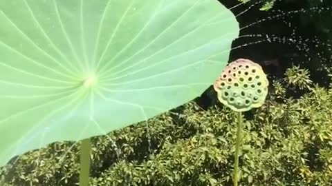 How did they do this A living lotus leaf water fountain