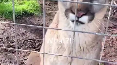 Talking Animals Compilation