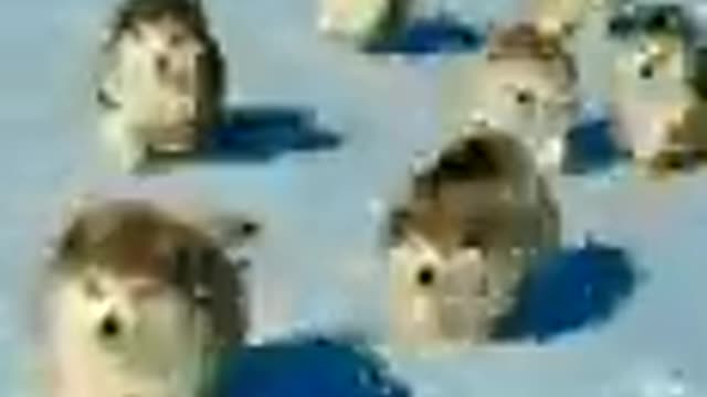 Animal road crossing video