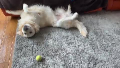 Golden Retriever Welcomes Baby Bunnies [CUTENESS OVERLOAD]