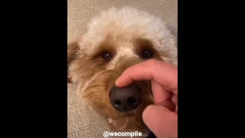 Funny video