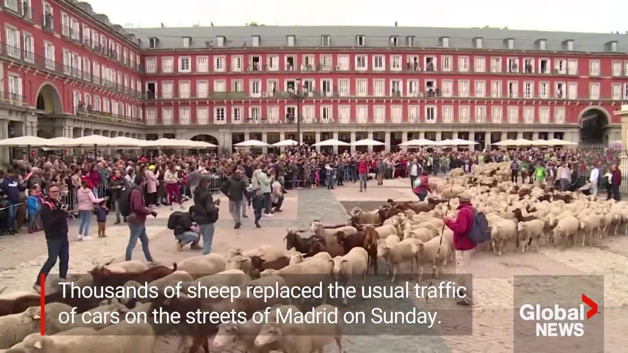 Sheep take over Madrid's streets as they head for winter pastures