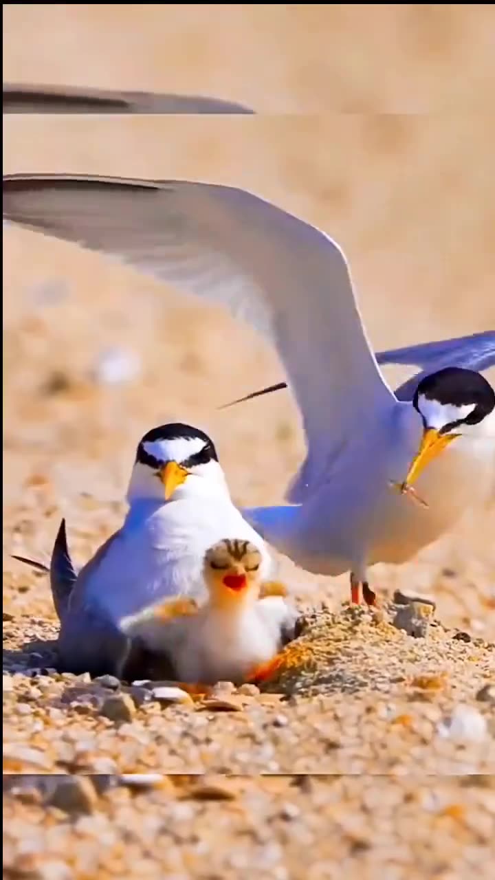 Anemal///viral//video