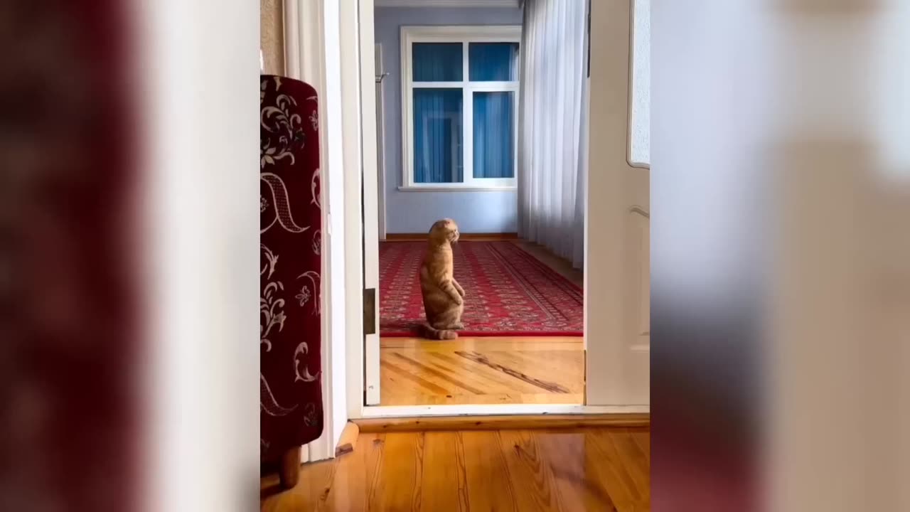 New Funny Funniest Cats And Dogs Competition