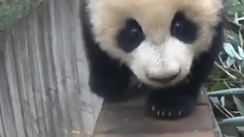 Panda China