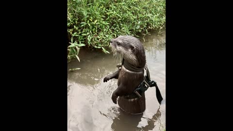 Otter growth