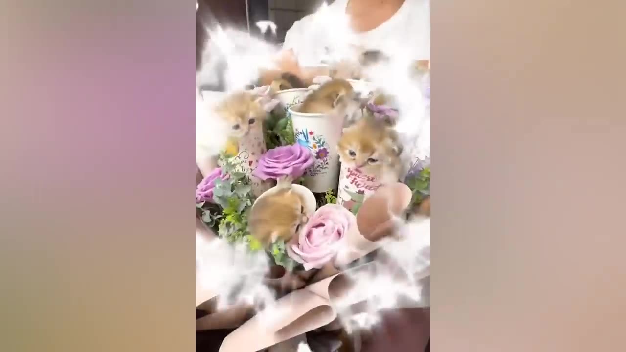 new funny animals dogs