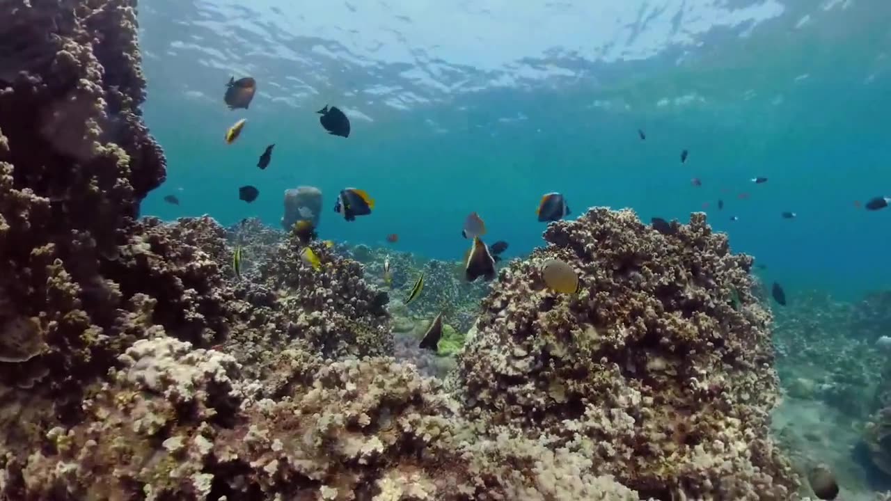 Bleached Out: Heat Stress Cooks Great Barrier Reef