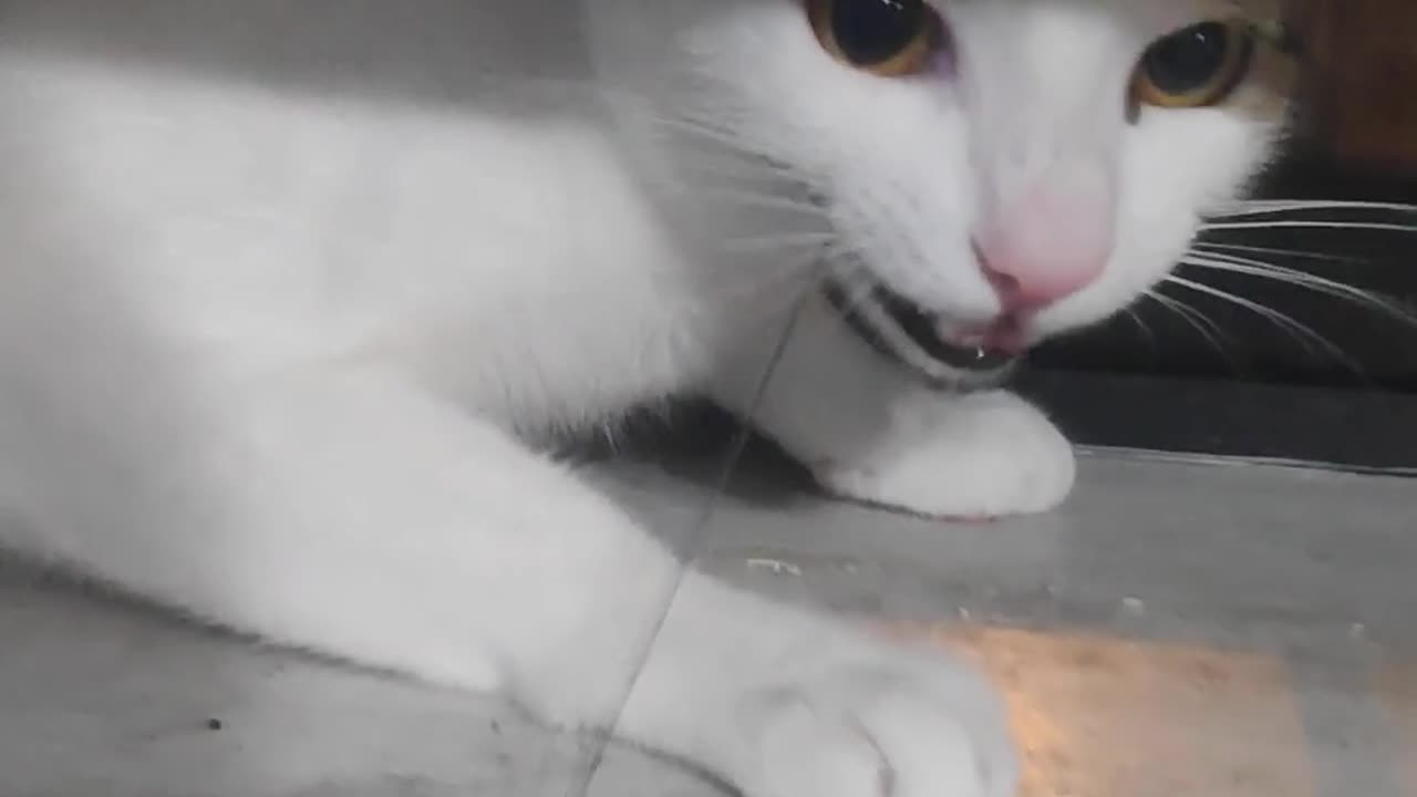 My brother's cat always eat what he should not eat 🤦♀️🤦♀️